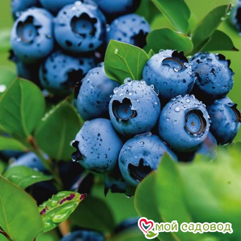 Высокорослая голубика "Патриот"