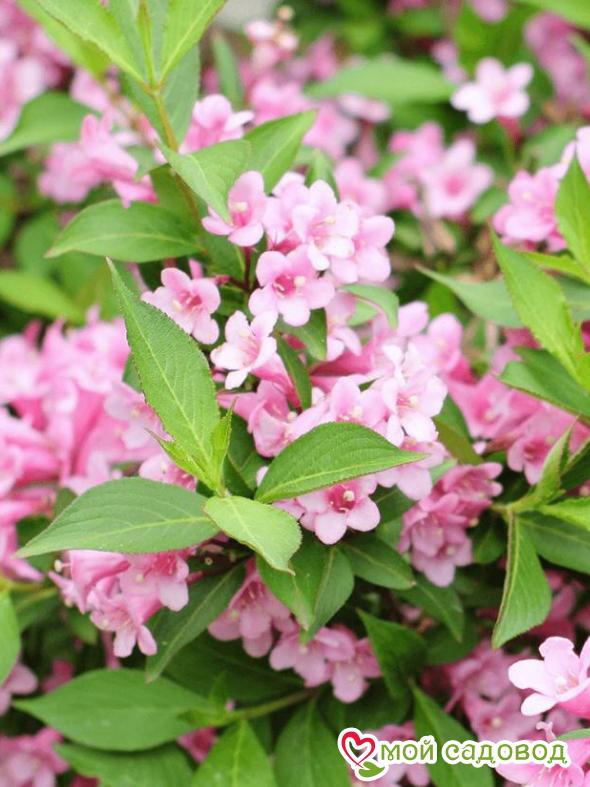 Вейгела цветущая "Розеа"