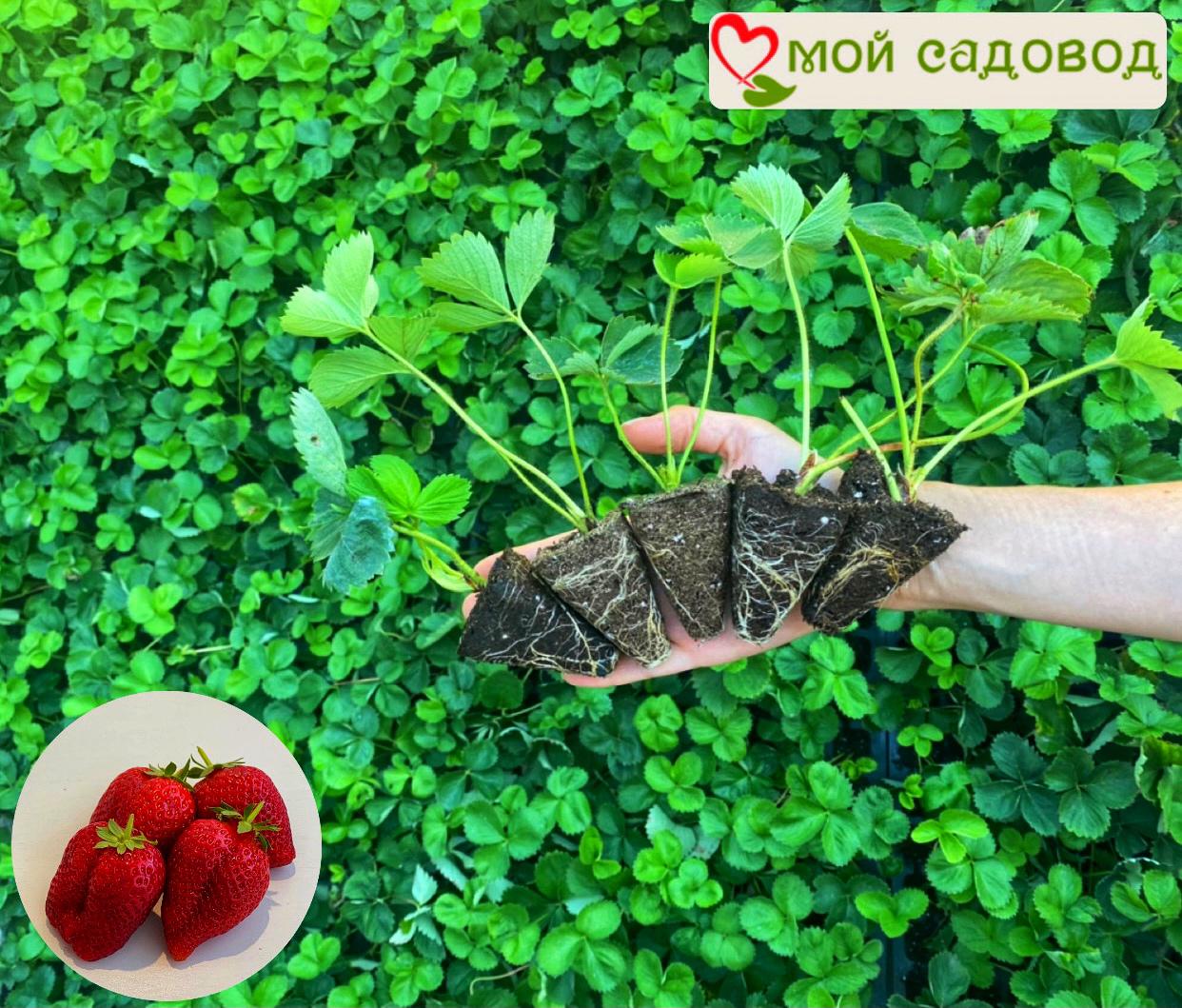 Клубника Гигантелла (крупноплодная)