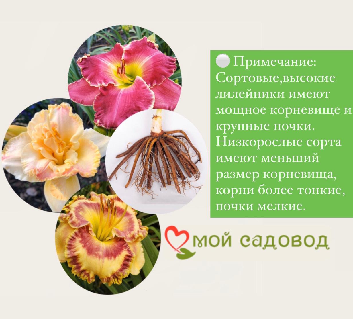 ЛИЛЕЙНИК АДАМАС/ADAMAS