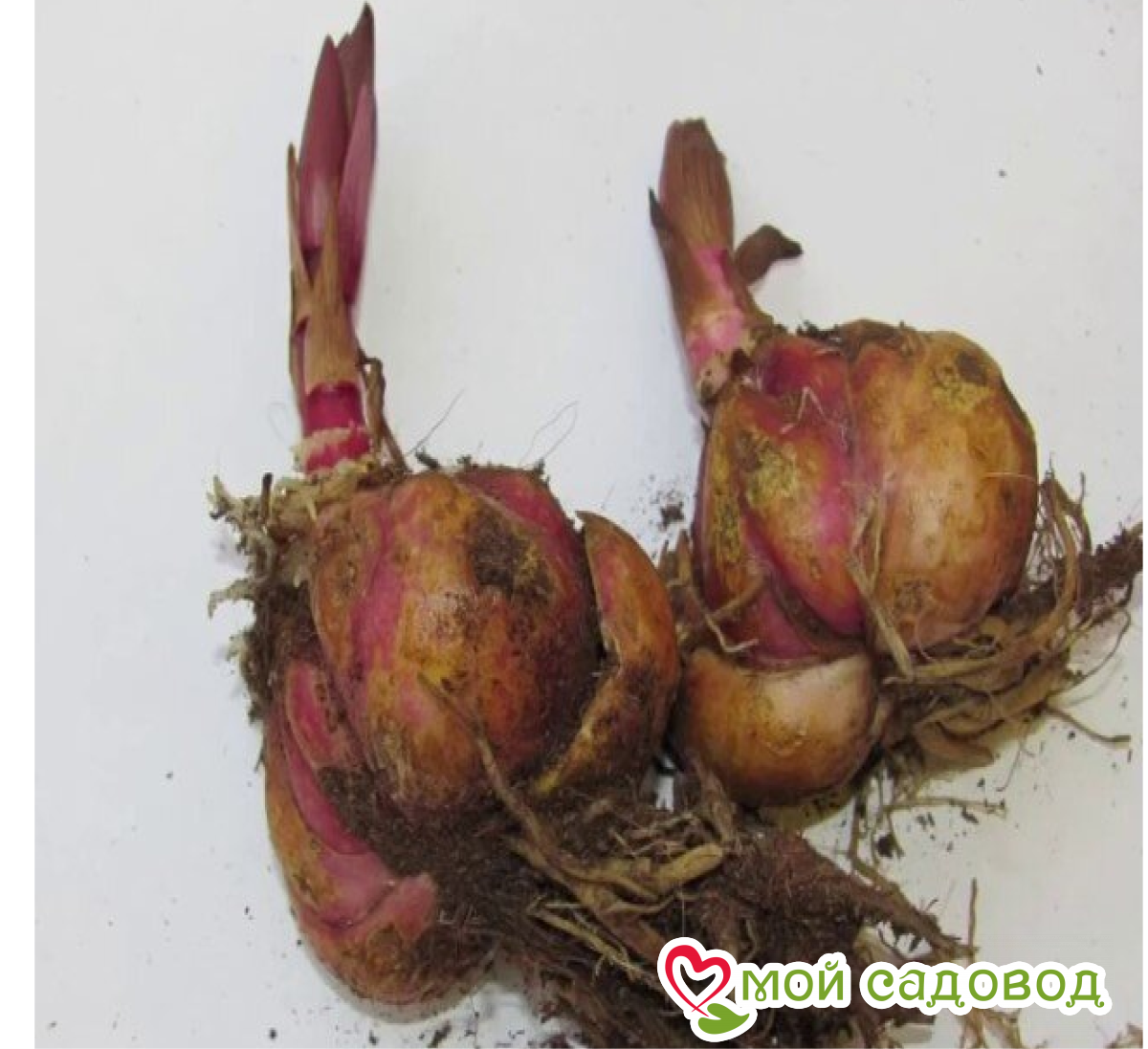 Лилия Амальфи